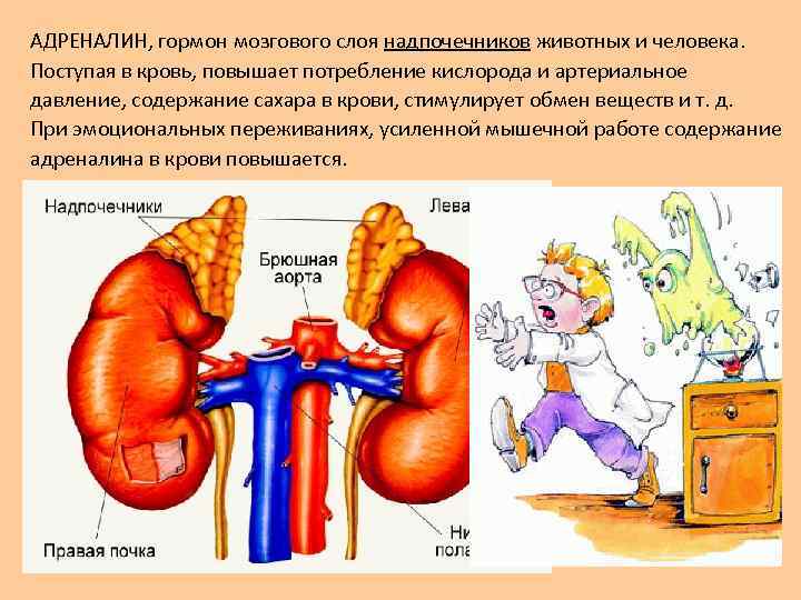 АДРЕНАЛИН, гормон мозгового слоя надпочечников животных и человека. Поступая в кровь, повышает потребление кислорода