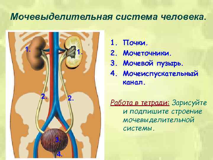 Мочевыделительная система человека. 1. 2. 3. 4. 1. 2. 3. 4. Почки. Мочеточники. Мочевой