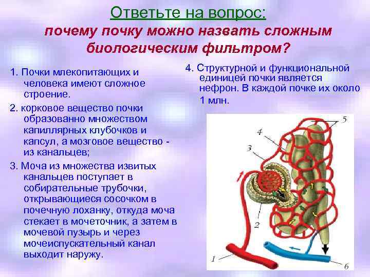 Ответьте на вопрос: почему почку можно назвать сложным биологическим фильтром? 4. Структурной и функциональной