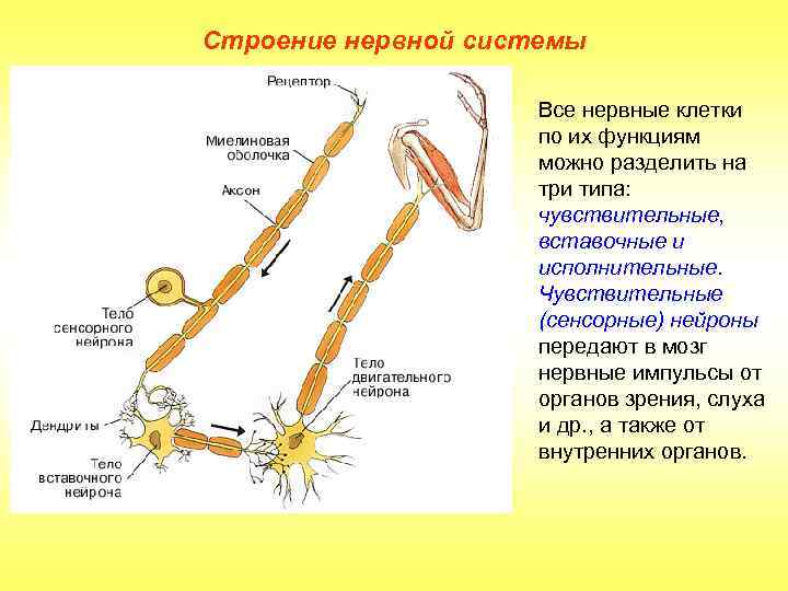Строение нервной системы Все нервные клетки по их функциям можно разделить на три типа: