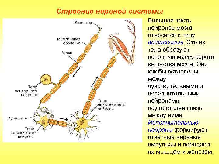 Строение нервной системы Большая часть нейронов мозга относится к типу вставочных. Это их тела