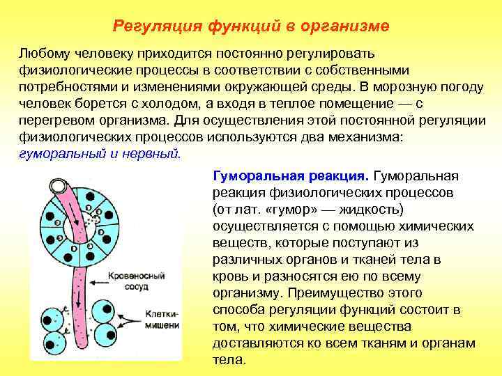 Регуляция функций в организме Любому человеку приходится постоянно регулировать физиологические процессы в соответствии с