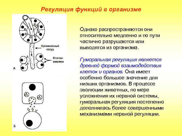 Регуляция функций в организме Однако распространяются они относительно медленно и по пути частично разрушаются
