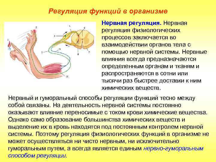 Регуляция функций в организме Нервная регуляция физиологических процессов заключается во взаимодействии органов тела с