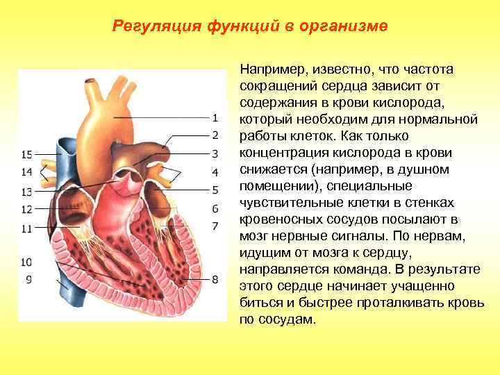 Регуляция функций в организме Например, известно, что частота сокращений сердца зависит от содержания в