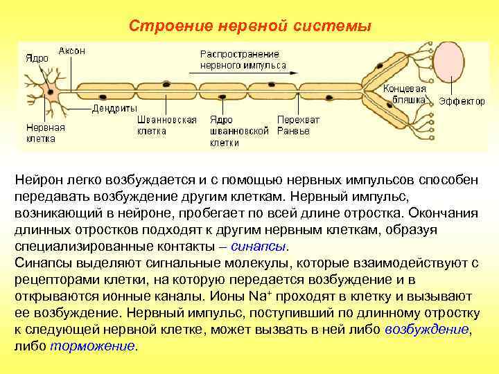 Строение нервной системы Нейрон легко возбуждается и с помощью нервных импульсов способен передавать возбуждение