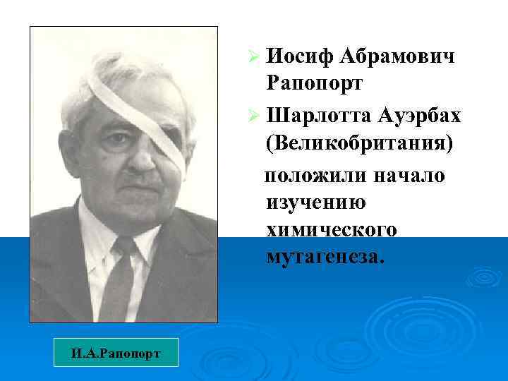 Ø Иосиф Абрамович Рапопорт Ø Шарлотта Ауэрбах (Великобритания) положили начало изучению химического мутагенеза. И.
