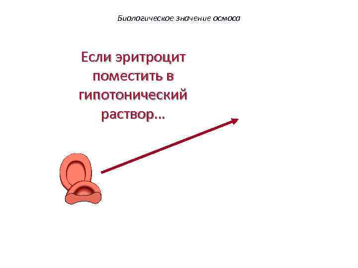 Биологическое значение осмоса Если эритроцит поместить в гипотонический раствор… 63 