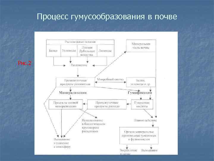 Процесс гумусообразования в почве Рис. 2 
