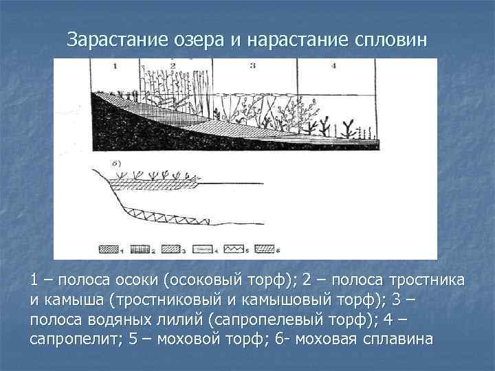 Зарастание озера и нарастание спловин 1 – полоса осоки (осоковый торф); 2 – полоса