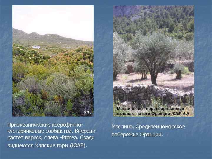 Приокеанические ксерофитнокустарниковые сообщства. Впереди растет вереск, слева -Protea. Сзади виднеются Капские горы (ЮАР). Маслина.