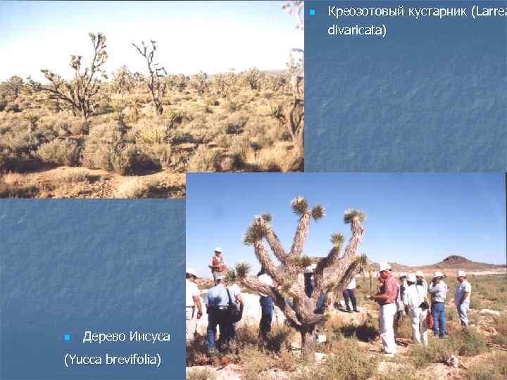 n n Дерево Иисуса (Yucca brevifolia) Креозотовый кустарник (Larrea divaricata) 