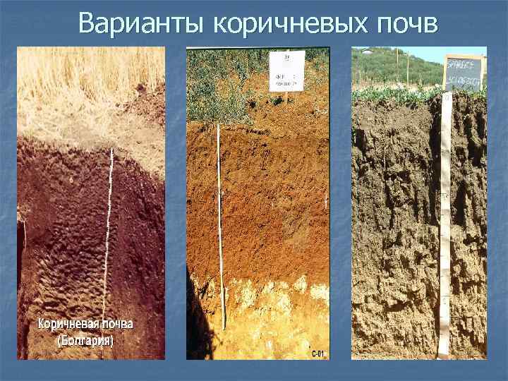 Почва субтропической зоны. Почвенный профиль бурых почв. Почвенный профиль коричневых почв. Коричневые почвы сухих субтропических лесов и кустарников. Почва коричневая.