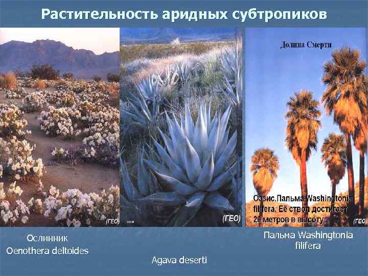 Растительность аридных субтропиков Ослинник Oenothera deltoides Пальма Washingtonia filifera Agava deserti 