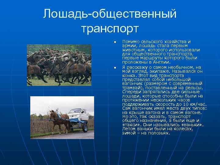 Лошадь-общественный транспорт n n Помимо сельского хозяйства и армии, лошадь стала первым животным, которого