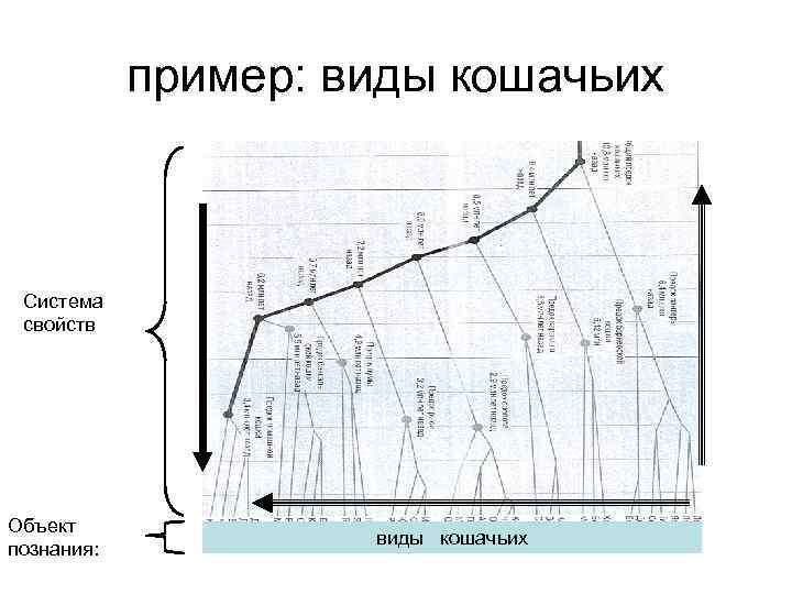 пример: виды кошачьих Система свойств Объект познания: виды кошачьих 