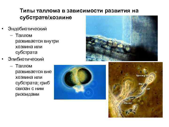 Типы таллома в зависимости развития на субстрате/хозяине • Эндобиотический – Таллом развивается внутри хозяина