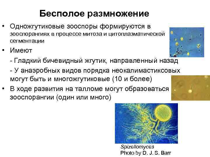 Бесполое размножение • Одножгутиковые зооспоры формируются в зооспорангиях в процеcсе митоза и цитоплазматической сегментации