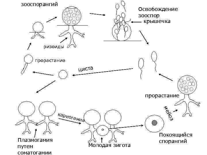 зооспорангий Освобождение зооспор крышечка ризоиды прорастание циста прорастание Плазмогамия путем соматогамии ия з огам
