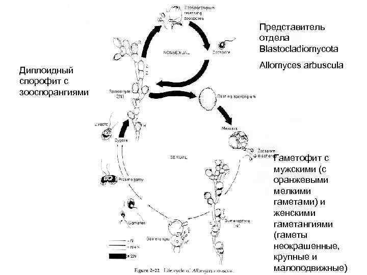Представитель отдела Blastocladiomycota Диплоидный спорофит с зооспорангиями Allomyces arbuscula Гаметофит с мужскими (с оранжевыми