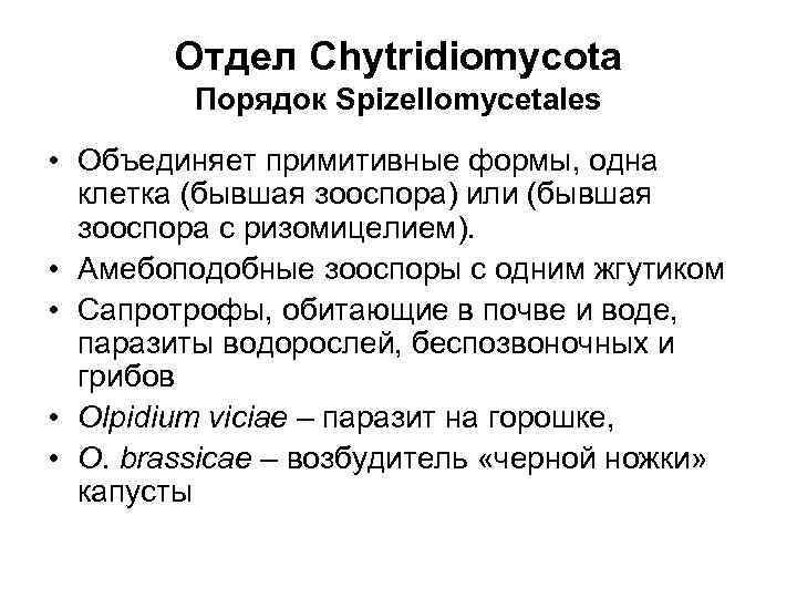 Отдел Сhytridiomycota Порядок Spizellomycetales • Объединяет примитивные формы, одна клетка (бывшая зооспора) или (бывшая