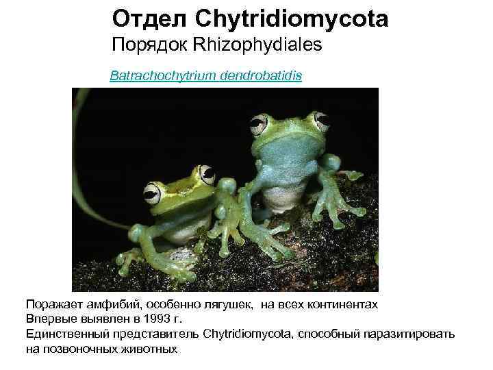 Отдел Сhytridiomycota Порядок Rhizophydiales Batrachochytrium dendrobatidis Поражает амфибий, особенно лягушек, на всех континентах Впервые