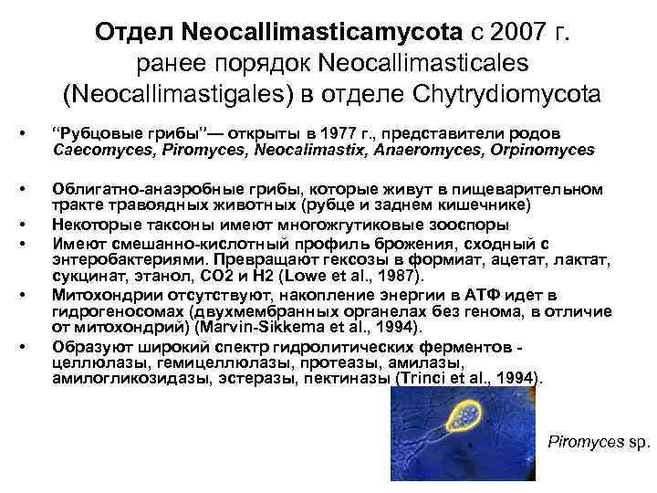 Отдел Neocallimasticamycota c 2007 г. ранее порядок Neocallimasticales (Neocallimastigales) в отделе Chytrydiomycota • “Рубцовые