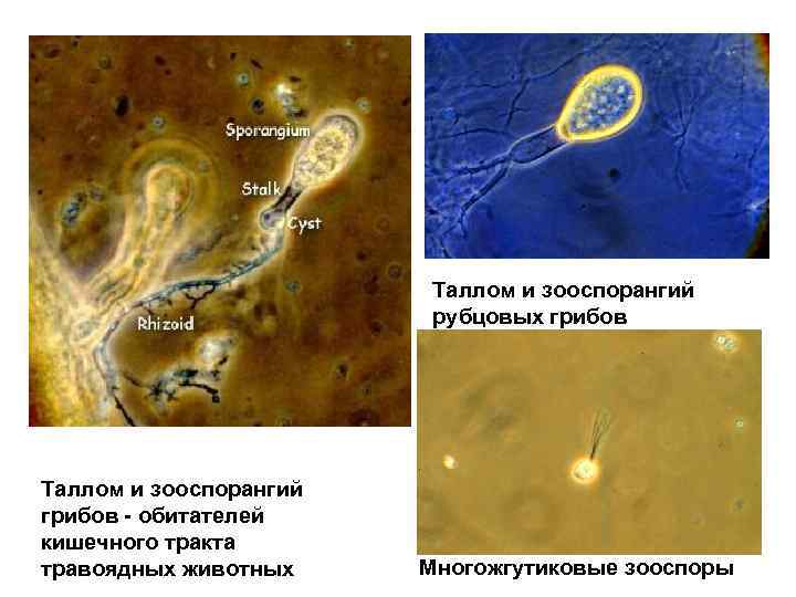 Таллом и зооспорангий рубцовых грибов Таллом и зооспорангий грибов - обитателей кишечного тракта травоядных
