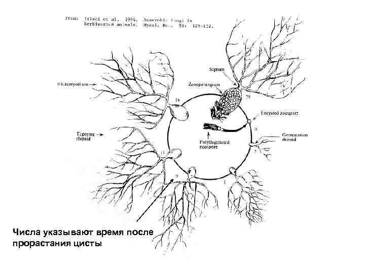 Числа указывают время после прорастания цисты 