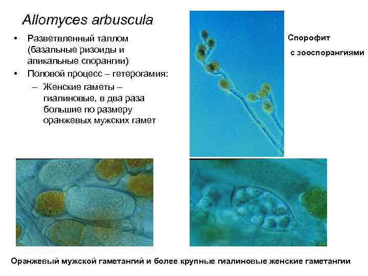 Allomyces arbuscula • • Разветвленный таллом (базальные ризоиды и апикальные спорангии) Половой процесс –