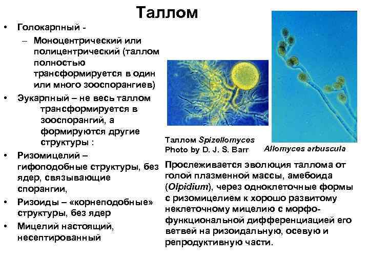 Типы дифференциации таллома водорослей