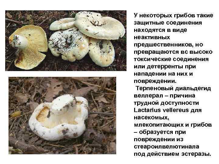 У некоторых грибов такие защитные соединения находятся в виде неактивных предшественников, но превращаются вс