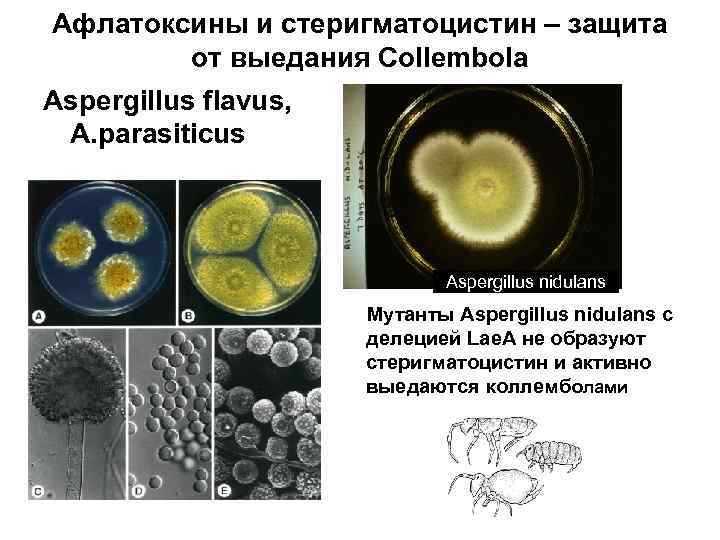 Афлатоксины и стеригматоцистин – защита от выедания Сollembola Aspergillus flavus, A. parasiticus Aspergillus nidulans