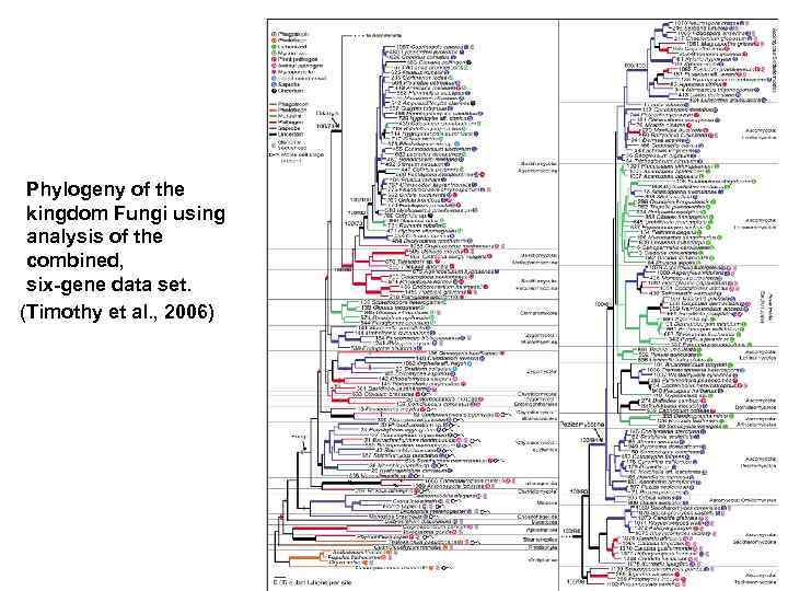 Phylogeny of the kingdom Fungi using analysis of the сombined, six-gene data set. (Timothy