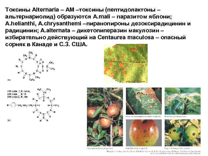Токсины Alternaria – AM –токсины (пептидолактоны – альтернариолид) образуются A. mali – паразитом яблони;
