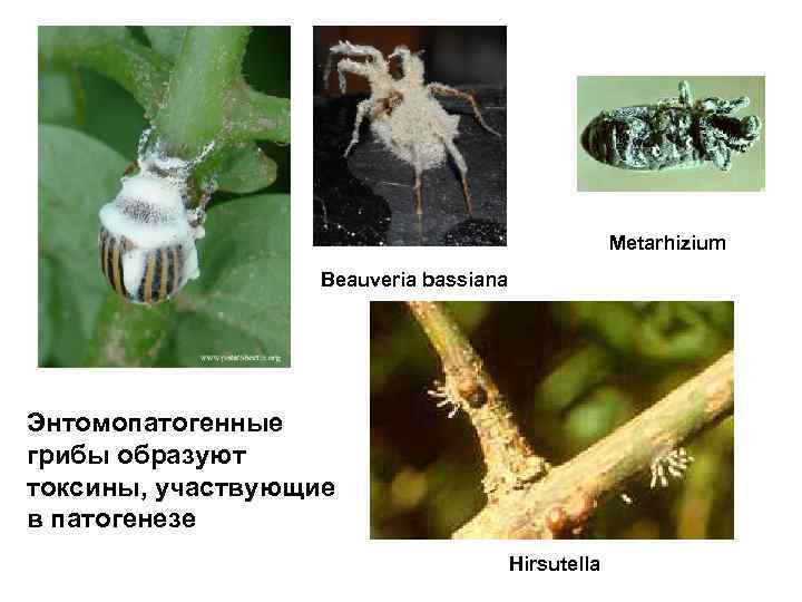 Metarhizium Beauveria bassiana Энтомопатогенные грибы образуют токсины, участвующие в патогенезе Hirsutella 
