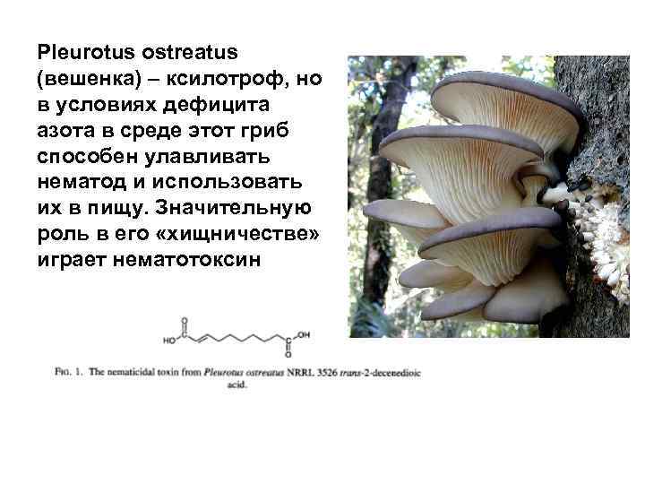 Pleurotus ostreatus (вешенка) – ксилотроф, но в условиях дефицита азота в среде этот гриб