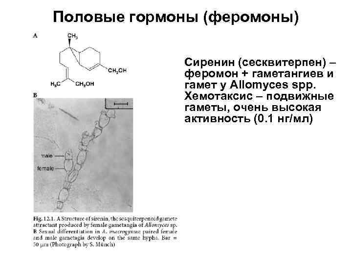 Половые гормоны (феромоны) Сиренин (сесквитерпен) – феромон + гаметангиев и гамет у Allomyces spp.