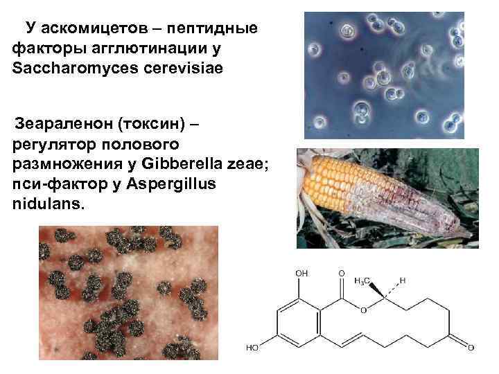 У аскомицетов – пептидные факторы агглютинации у Saccharomyces cerevisiae Зеараленон (токсин) – регулятор полового