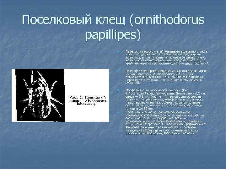 Поселковый клещ (ornithodorus papillipes) n n Переносчик возбудителей клещевого возвратного тифа. Клещи поддерживают это