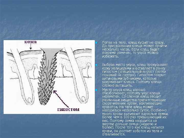 n n n Попав на тело, клещ кусает не сразу. До присасывания клеща может