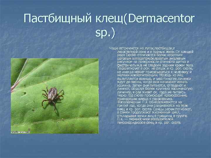 Пастбищный клещ(Dermacentor sp. ) Чаще встречается на лугах, пастбищах, в лесостепной зоне и в