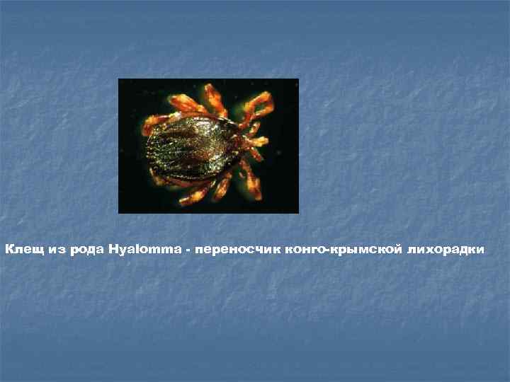 Клещ из рода Hyalomma - переносчик конго-крымской лихорадки 