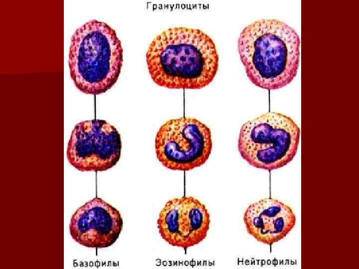 Гранулоциты это. Клетки гранулоциты. Гранулоциты в крови. Гранулоциты и агранулоциты. Лейкоциты гранулоциты и агранулоциты.