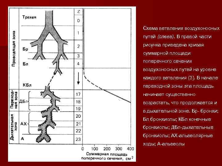 Схема ветвления воздухоносных путей (слева). В правой части рисунка приведена кривая суммарной площади поперечного