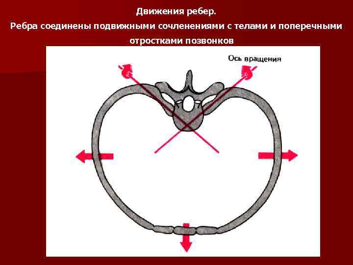 Выпирает ребро с левой стороны у взрослого фото с пояснениями