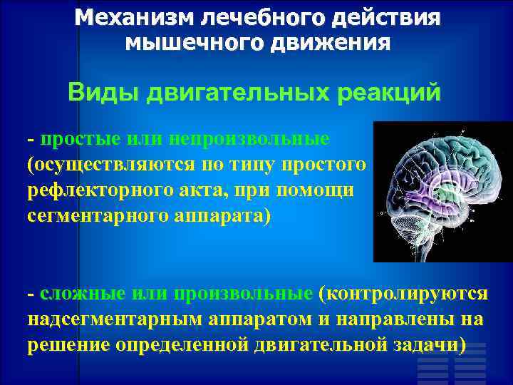 Механизм лечебного действия мышечного движения Виды двигательных реакций - простые или непроизвольные (осуществляются по