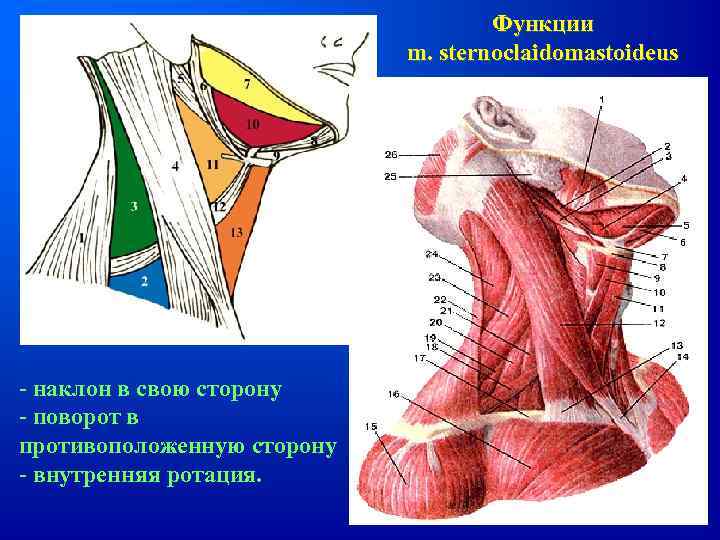 Функции m. sternoclaidomastoideus - наклон в свою сторону - поворот в противоположенную сторону -