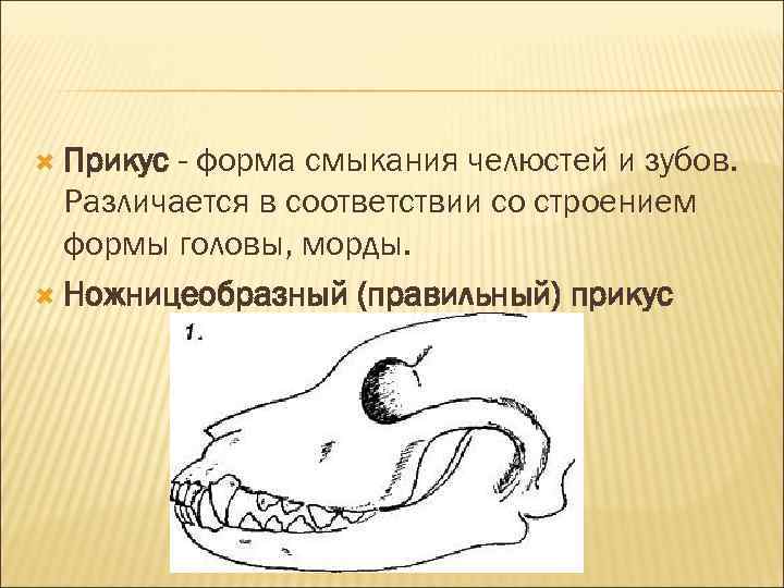  Прикус - форма смыкания челюстей и зубов. Различается в соответствии со строением формы