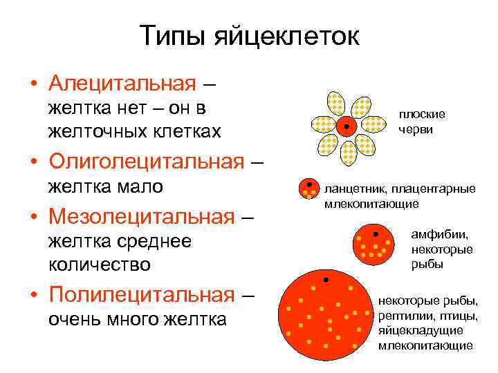 Типы яйцеклеток • Алецитальная – желтка нет – он в желточных клетках плоские черви